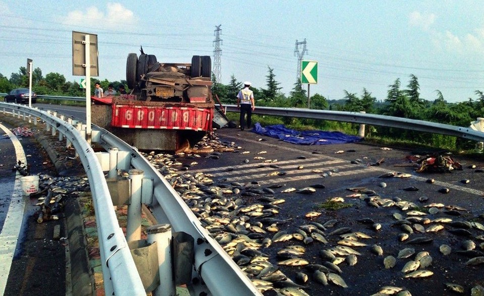 蘇州一高速路貨車翻車 萬斤魚撒出地面被“烤熟”