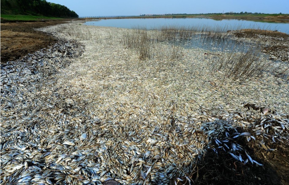 武漢驚現(xiàn)大量死魚 疑是上游污染